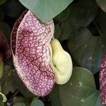 Aristolochia littoralisVirág