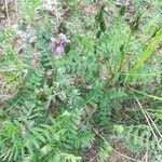 Astragalus danicus Hábito