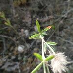 Trifolium strictum Feuille