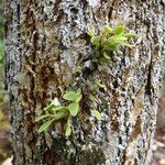 Dendrobium funiforme