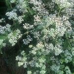 Eupatorium perfoliatum 花