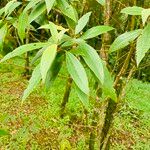 Miconia xalapensis Blad