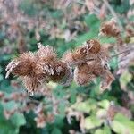 Arctium minusFulla