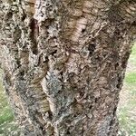 Quercus suber Bark