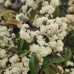 Photinia × fraseri Flower