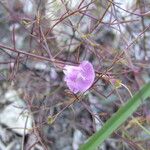 Agalinis edwardsiana Habit