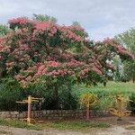 Albizia julibrissinFloro