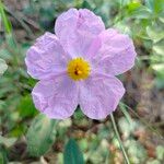 Cistus creticusКвітка