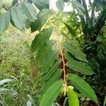 Uvaria scabrida Leaf