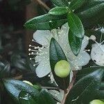 Myrtus communis ফুল