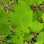 Acer spicatum Feuille