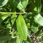 Bupleurum fruticosum Leaf