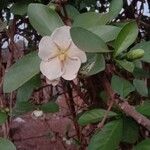 Tamilnadia uliginosa Flor