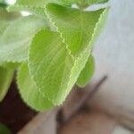 Coleus barbatus Leht