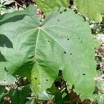 Macaranga schweinfurthii Leaf