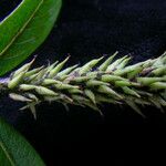 Salix daltoniana Fruct