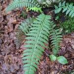 Polystichum aculeatum Blad