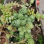 Sedum greggii Hoja