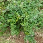Rubus niveus 整株植物