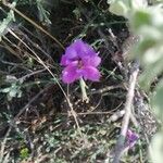 Polygala microphylla Fiore