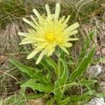 Hieracium berardianum Kvet