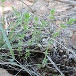 Galium virgatum Habit