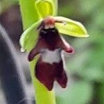 Ophrys insectifera Цвят