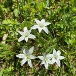 Ornithogalum divergens花