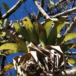 Tillandsia fendleri Feuille