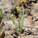 Calendula tripterocarpa Vekstform