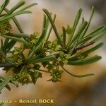 Rhamnus oleoides Blad