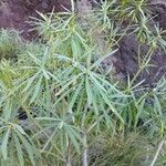 Euphorbia lamarckii Blad