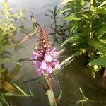 Stachys palustris 花