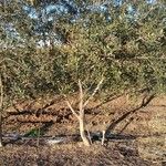 Olea europaea Bark