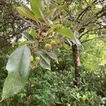 Elaeagnus multiflora Leaf