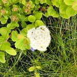 Spiraea betulifolia 花