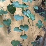 Rhoicissus tomentosa Leaf
