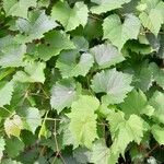 Vitis rupestris 形态