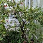 Cavendishia bracteata Хабит