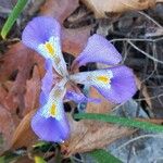 Iris unguicularis Květ