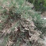 Salsola oppositifolia Συνήθη χαρακτηριστικά