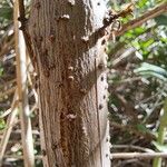 Coriaria myrtifolia Bark