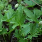 Viola septemloba Leaf