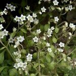 Sedum fragrans Vekstform