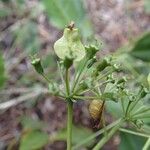 Myodocarpus vieillardii Vaisius