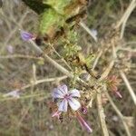 Plumbago europaea Blomst