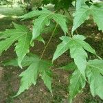 Acer miyabei Frunză