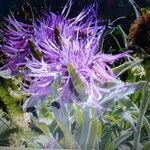 Centaurea uniflora Цвят