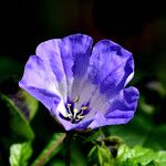 Nicandra physalodes Flors