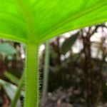 Podophyllum cv. 'Kaleidoscope' Escorça